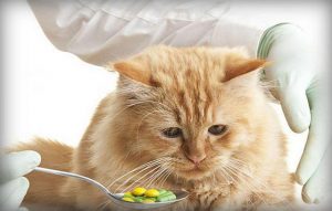Отравление кошек лилиями. Ветеринарная клиника 