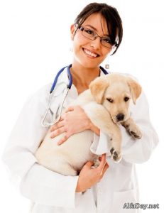 Специализация врачей ветеринаров