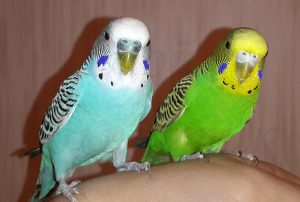 Попугаи Неразлучники — уход в домашних условиях и разновидности