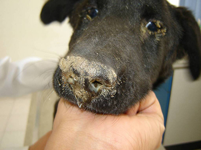 Простуда у собаки - симптомы, лечение в Москве. Ветеринарная клиника 